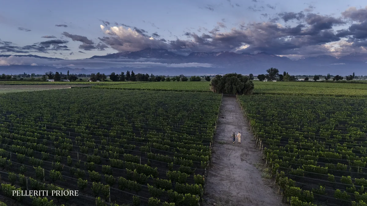 Viñedos del Valle de Uco frente a la Cordillera